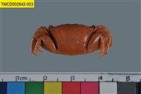 藏品(弧邊管招潮蟹)的圖片